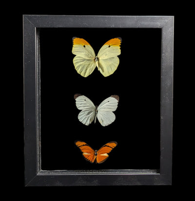 Three Double Glass Framed Mixed Butterflies-Insects-Peru Butterflies-PaxtonGate