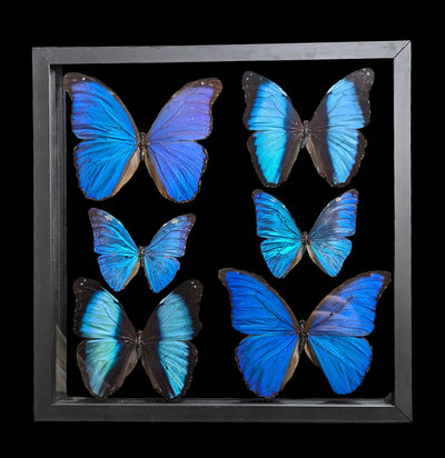 Double Glass Framed Six Blue Morpho Butterflies-Insects-Peru Butterflies-PaxtonGate