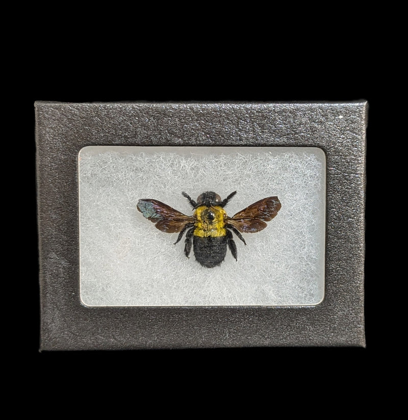 Riker Mounted Yellow Carpenter Bee-Insects-Bicbugs, LLC-PaxtonGate