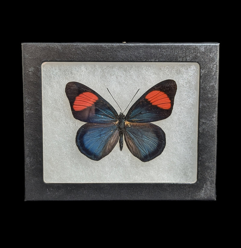 Riker Mounted Batesia Hypochlora Butterfly-Insects-Bicbugs, LLC-PaxtonGate