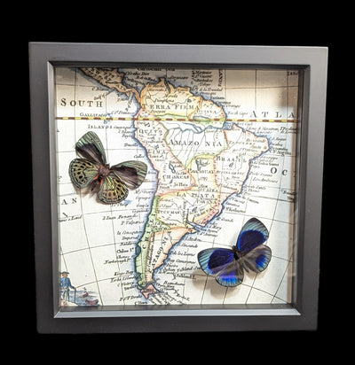 Framed South America Map Darwin Butterflies-Insects-Bug Under Glass-PaxtonGate