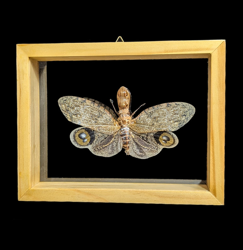 Double Glass Framed Fulgora Laternaria-Insects-Natural Insect-PaxtonGate