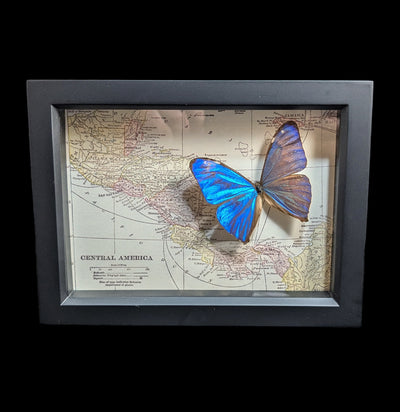 Morpho Aega Butterfly with Map of Central America-Insects-Bug Under Glass-PaxtonGate