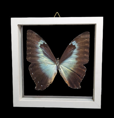 Double Glass Framed Morpho Cisseis Butterfly-Insects-Natural Insect-PaxtonGate