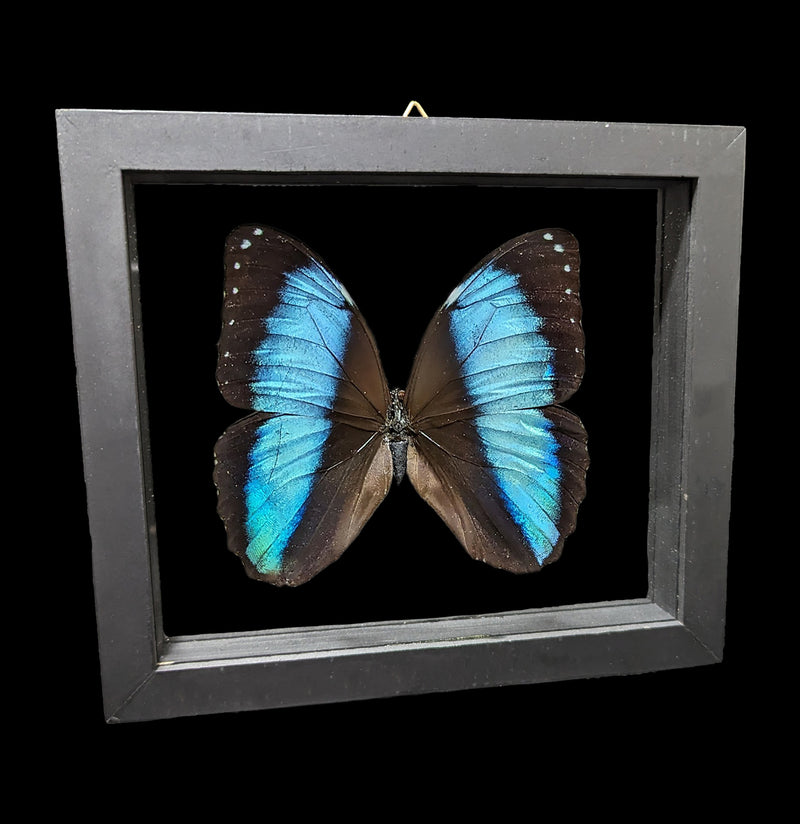 Double Glass Framed Morpho Achilles Butterfly-Insects-Butterflies By God-PaxtonGate