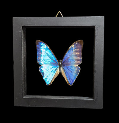 Double Glass Framed Morpho Zephyritis Butterfly-Insects-Natural Insect-PaxtonGate