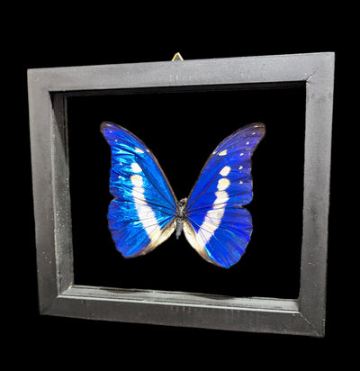 Double Glass Framed Morpho Rhetenor Helena Butterfly-Insects-Natural Insect-PaxtonGate