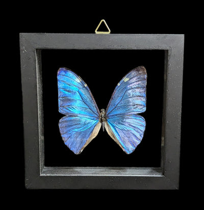 Double Glass Framed Morpho Adonis Butterfly-Insects-Natural Insect-PaxtonGate