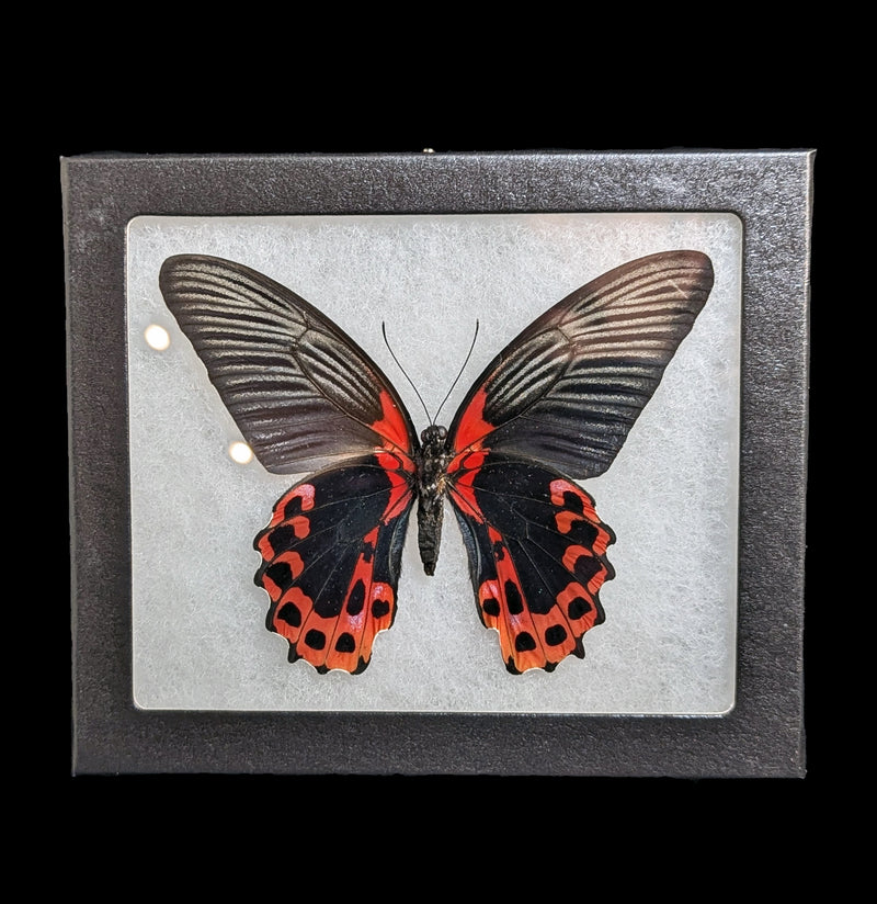 Riker Mounted Papilio Rumanzovia Butterfly-Insects-Bicbugs, LLC-PaxtonGate