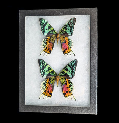 Riker Mounted Male And Female Sunset Moth Pair-Insects-Bicbugs, LLC-PaxtonGate