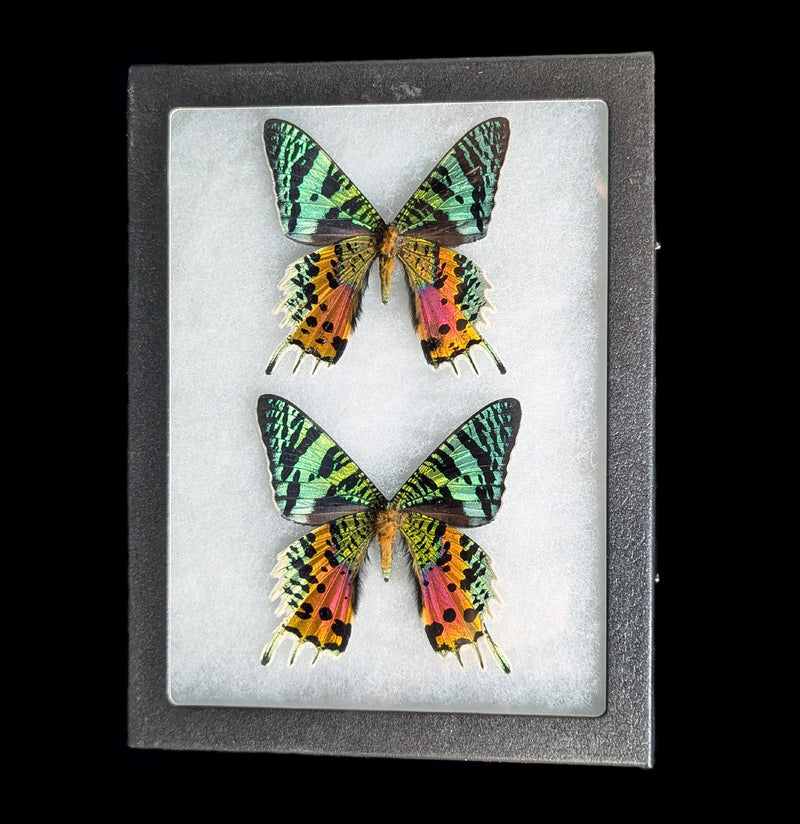 Riker Mounted Male And Female Sunset Moth Pair-Insects-Bicbugs, LLC-PaxtonGate