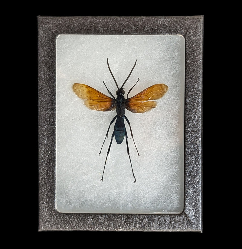 Riker Mounted Pepsis Tarantula Hawk Wasp-Insects-Bicbugs, LLC-PaxtonGate