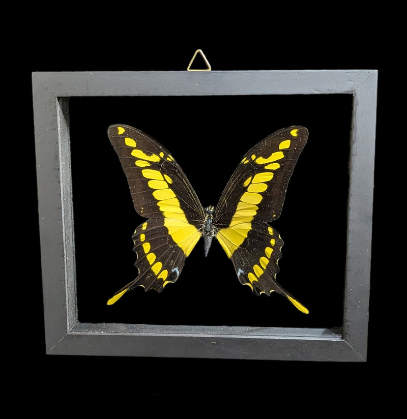 Double Glass Framed Heraclides Thoas Butterfly-Insects-Natural Insect-PaxtonGate