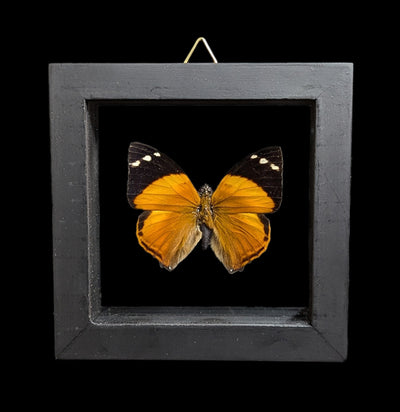 Double Glass Framed Various Butterflies-Insects-Natural Insect-PaxtonGate