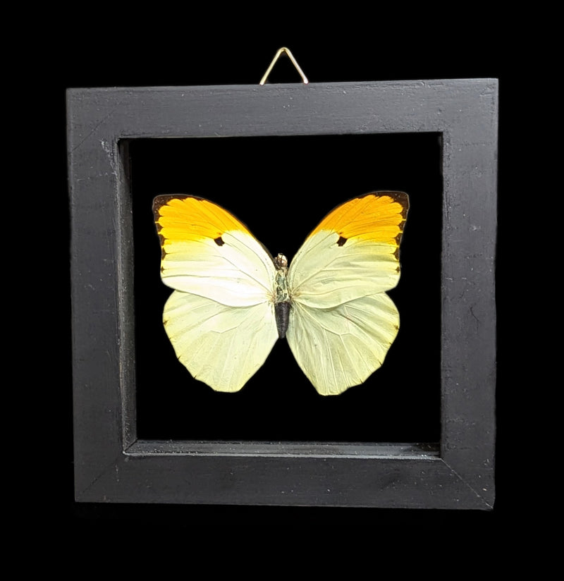 Double Glass Framed Various Butterflies-Insects-Natural Insect-PaxtonGate