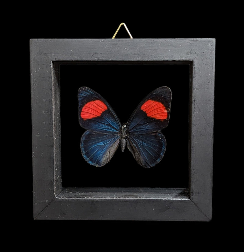 Double Glass Framed Various Butterflies-Insects-Natural Insect-PaxtonGate