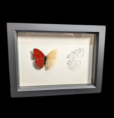 Framed Sangria Butterfly Wing Anatomy-Insects-Bug Under Glass-PaxtonGate