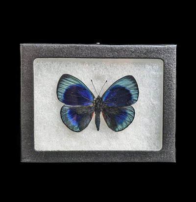 Riker Mounted Asterope Leprieuri butterfly-Insects-Bicbugs, LLC-PaxtonGate