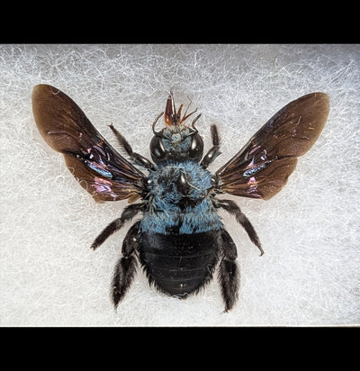 Riker Mounted Blue Carpenter Bee-Insects-Bicbugs, LLC-PaxtonGate