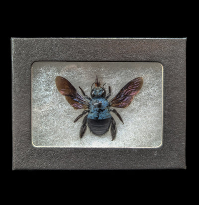 Riker Mounted Blue Carpenter Bee-Insects-Bicbugs, LLC-PaxtonGate