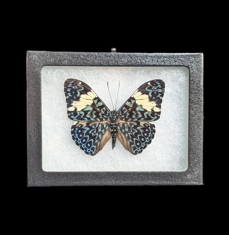 Riker Mounted Hamadryas Amphinome Butterfly-Insects-Bicbugs, LLC-PaxtonGate