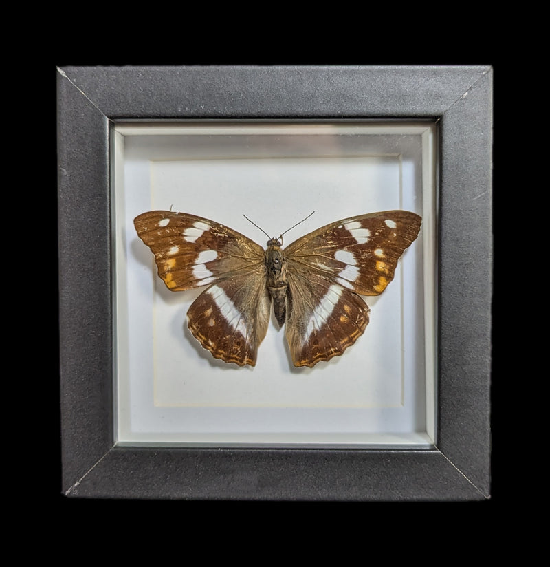 Butterfly In Shadow Box Frame-Insects-chupacabra-PaxtonGate