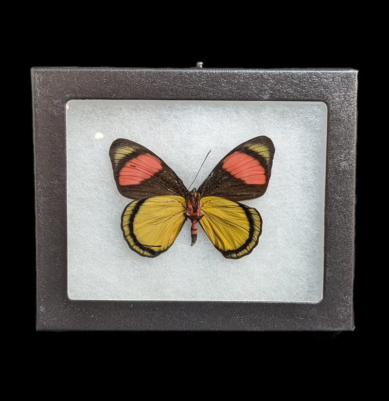 Riker Verso Mounted Batesia Hypochlora Butterfly-Insects-Bicbugs, LLC-PaxtonGate