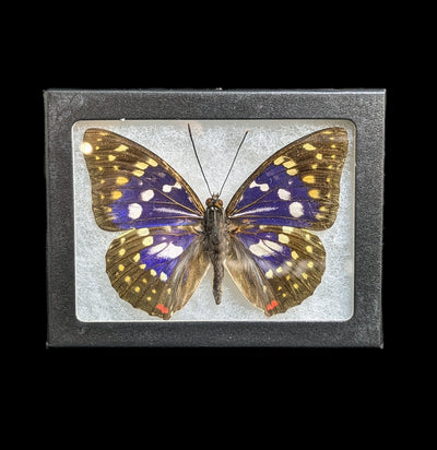 Riker Mounted Sasakia Charonda Butterfly-Insects-Bicbugs, LLC-PaxtonGate