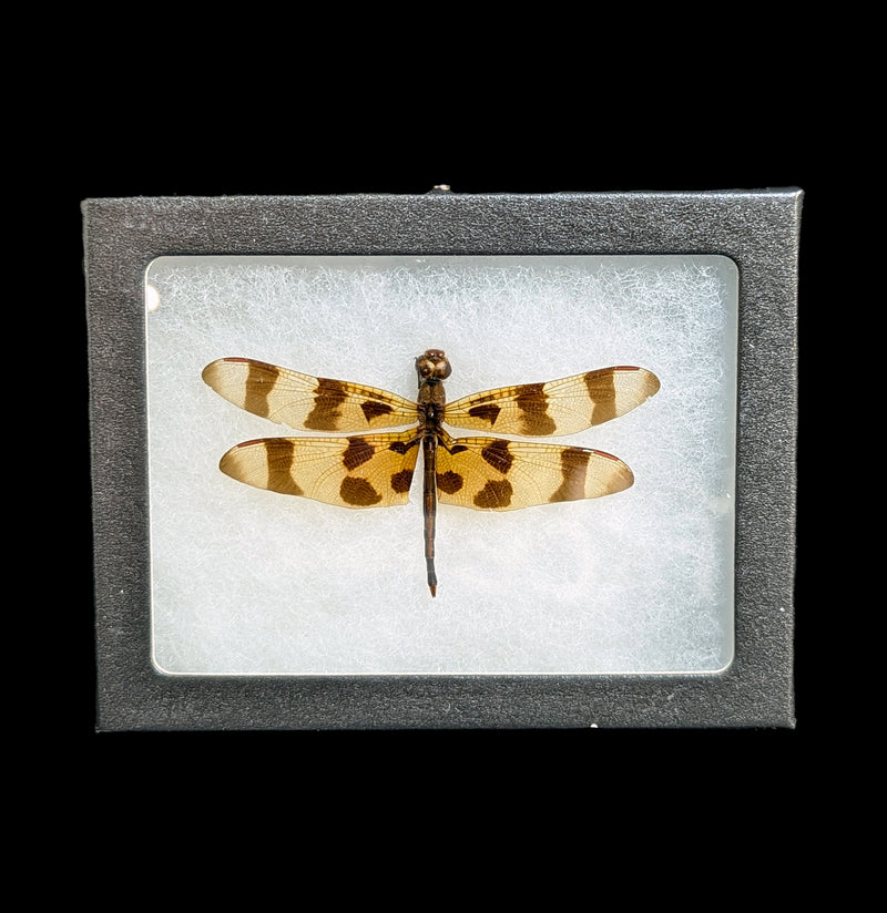 Riker Mounted Celithemis eponina Dragonfly-Insects-Bicbugs, LLC-PaxtonGate