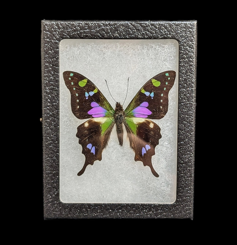 Riker Mounted Graphium Weiskei Butterfly-Insects-Bicbugs, LLC-PaxtonGate