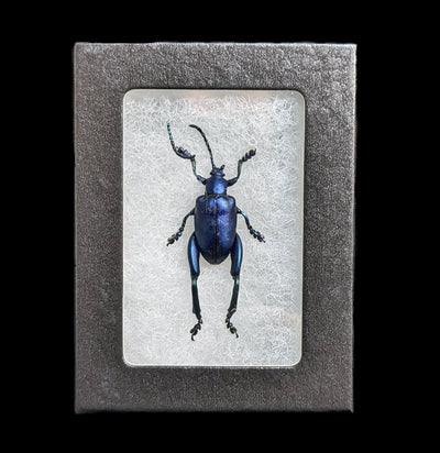 Riker Mounted Sagra Longicollis Frog Beetle-Insects-Bicbugs, LLC-PaxtonGate