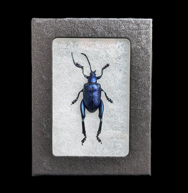 Riker Mounted Sagra Longicollis Frog Beetle-Insects-Bicbugs, LLC-PaxtonGate