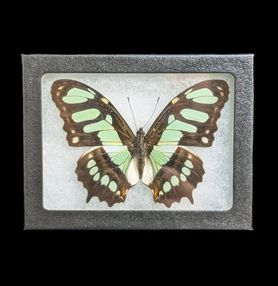 Riker Mounted Malachite Butterfly-Insects-Bicbugs, LLC-PaxtonGate