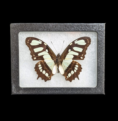 Riker Mounted Malachite Butterfly-Insects-Bicbugs, LLC-PaxtonGate