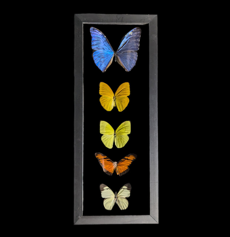 Double Glass Framed Morpho Plus Four Butterflies-Insects-Peru Butterflies-PaxtonGate