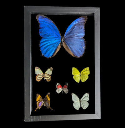 Double Glass Framed Morpho Plus Five Butterflies-Insects-Peru Butterflies-PaxtonGate