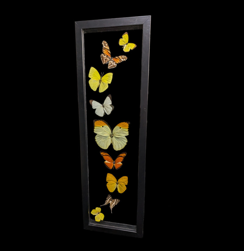 Nine Double Glass Framed Mixed Butterflies-Insects-Peru Butterflies-PaxtonGate