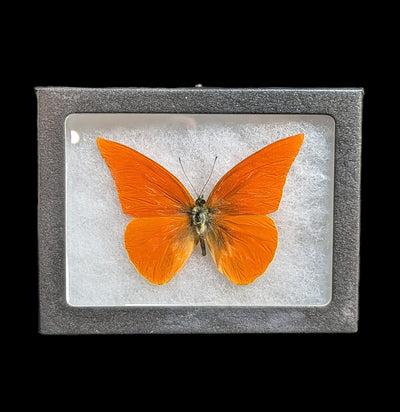 Riker Mounted Appias Nero Albatross Butterfly-Insects-Bicbugs, LLC-PaxtonGate