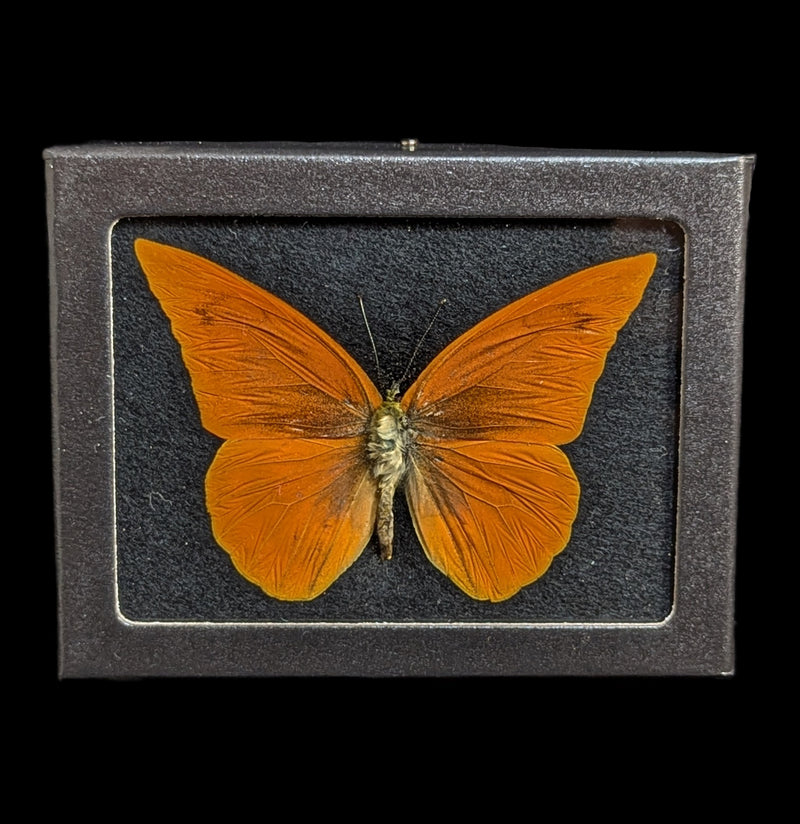 Riker Mounted Appias Nero Albatross Butterfly Black Backing-Insects-Bicbugs, LLC-PaxtonGate