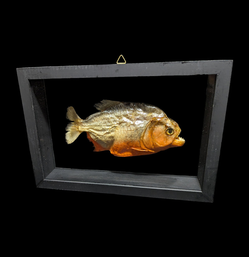 Double Glass Framed Piranha-Taxidermy-Natural Insect-PaxtonGate