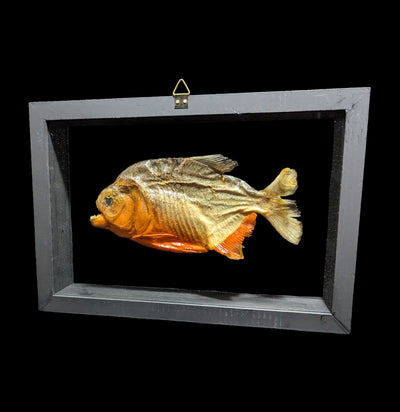 Double Glass Framed Piranha-Taxidermy-Natural Insect-PaxtonGate