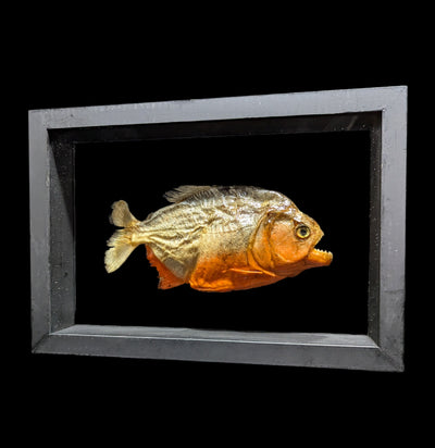 Double Glass Framed Piranha-Taxidermy-Natural Insect-PaxtonGate