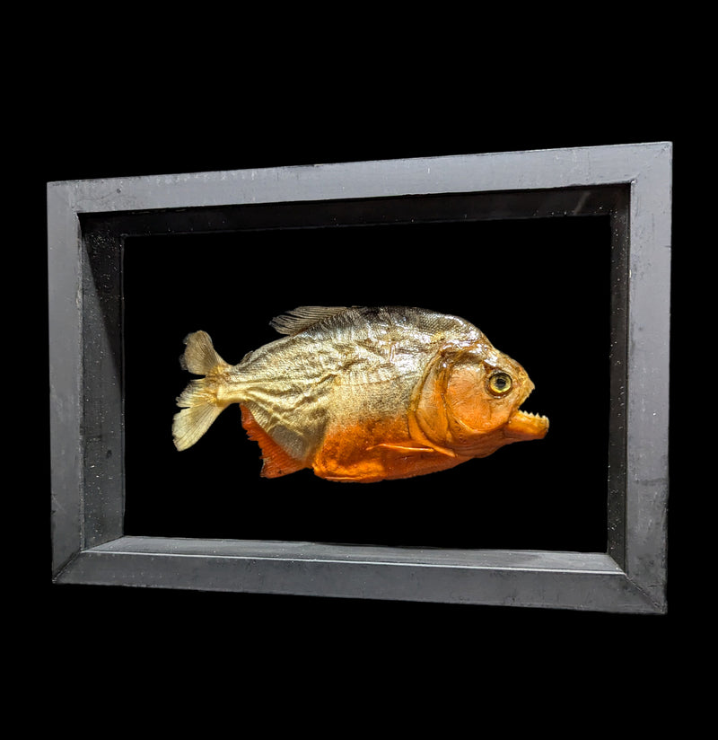 Double Glass Framed Piranha-Taxidermy-Natural Insect-PaxtonGate