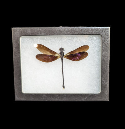 Riker Mounted Euphaea variegata Dragonfly-Insects-Bicbugs, LLC-PaxtonGate