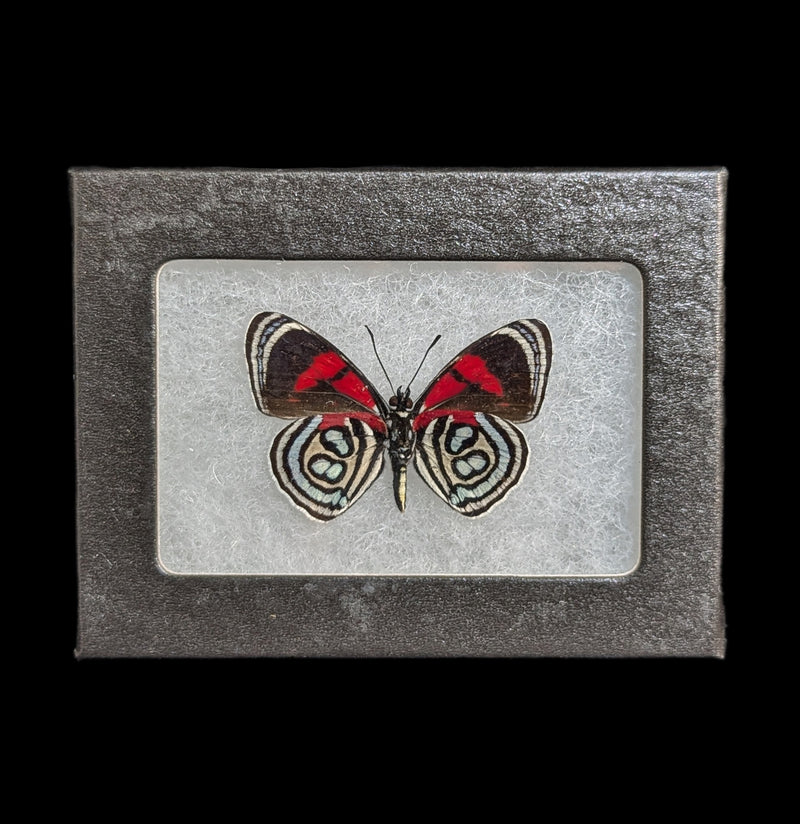 Riker Mounted Callicore Kolyma Butterfly-Insects-Bicbugs, LLC-PaxtonGate