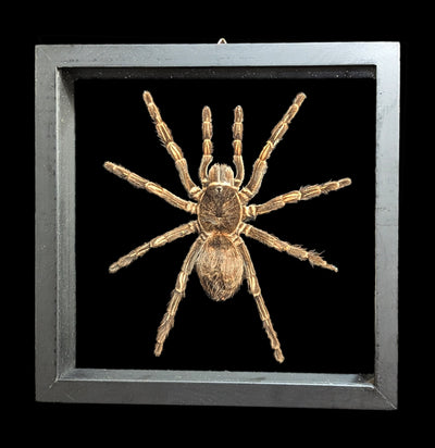 Double Glass Framed Lasiodorides Striatus-Insects-Natural Insect-PaxtonGate