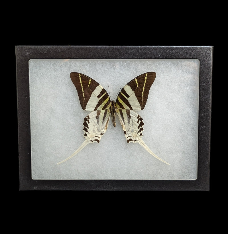 Riker Mounted Graphium Androcles Butterfly-Insects-Bicbugs, LLC-PaxtonGate