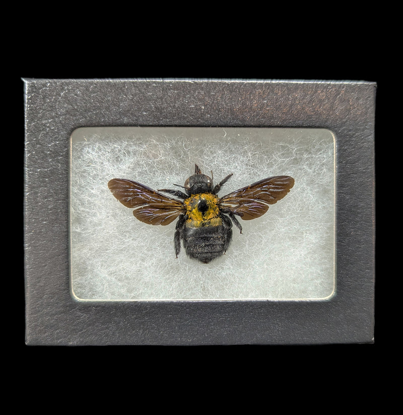 Riker Mounted Yellow Carpenter Bee-Insects-Bicbugs, LLC-PaxtonGate