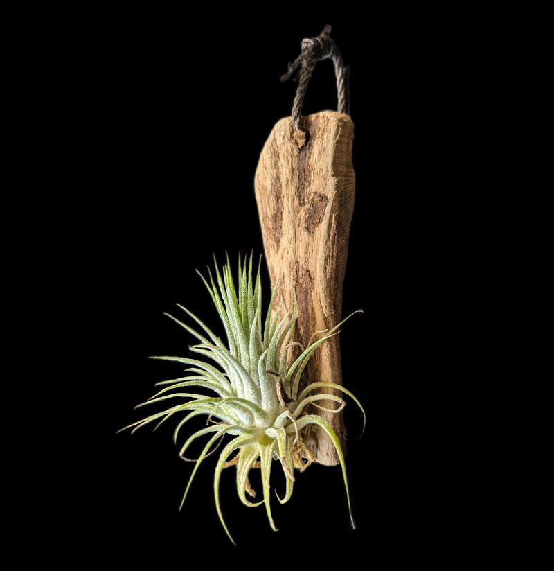 Hanging Mounted Tillandsia-PlntMisc-Rainforest Flora Inc.-PaxtonGate