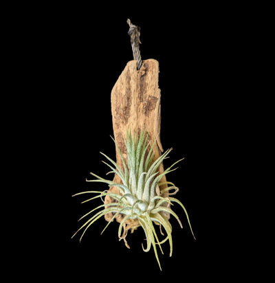 Hanging Mounted Tillandsia-PlntMisc-Rainforest Flora Inc.-PaxtonGate